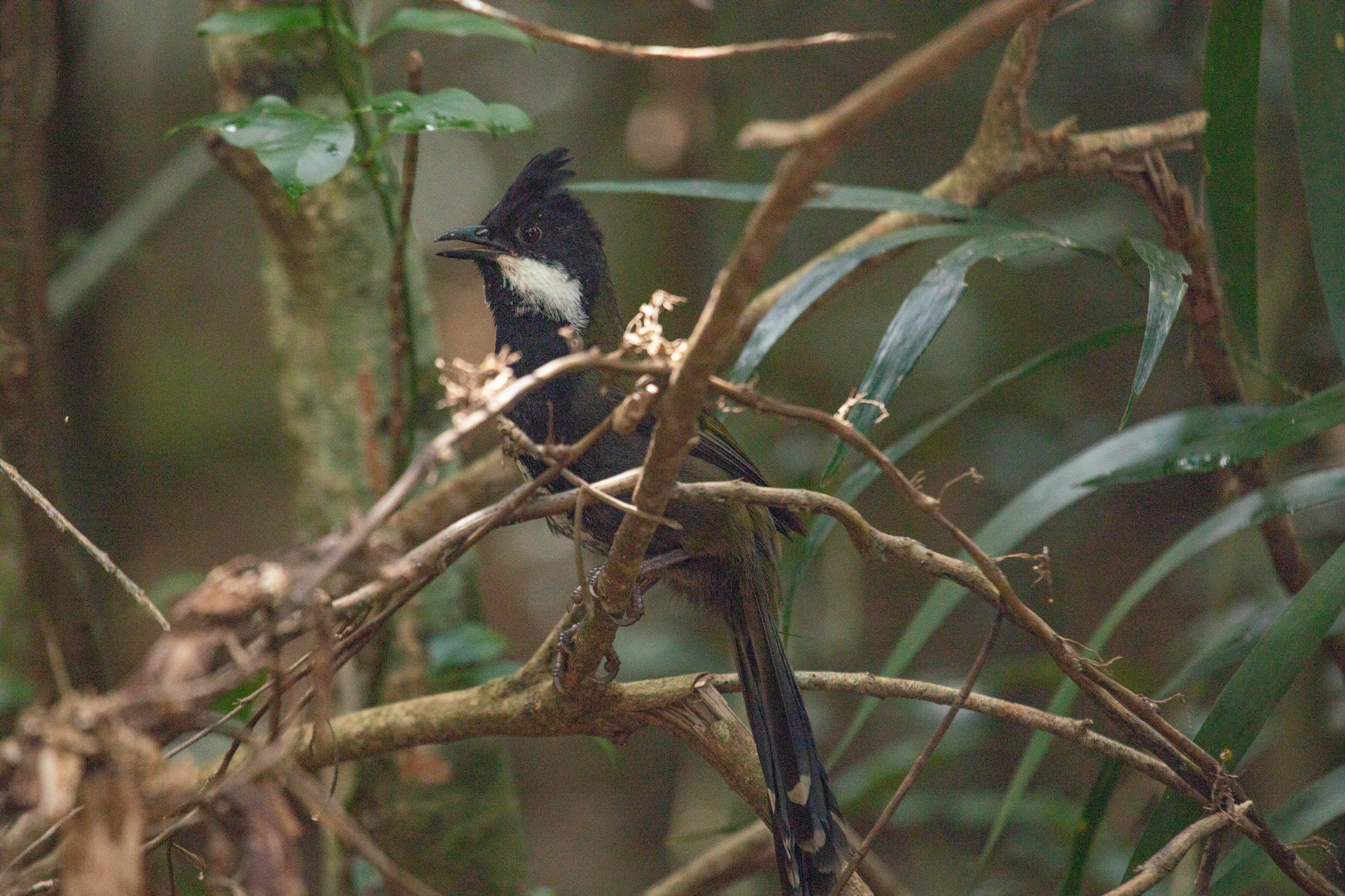 An eastern whipbird, photographed mid-call.