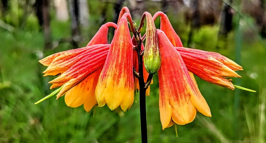 Christmas Bells
