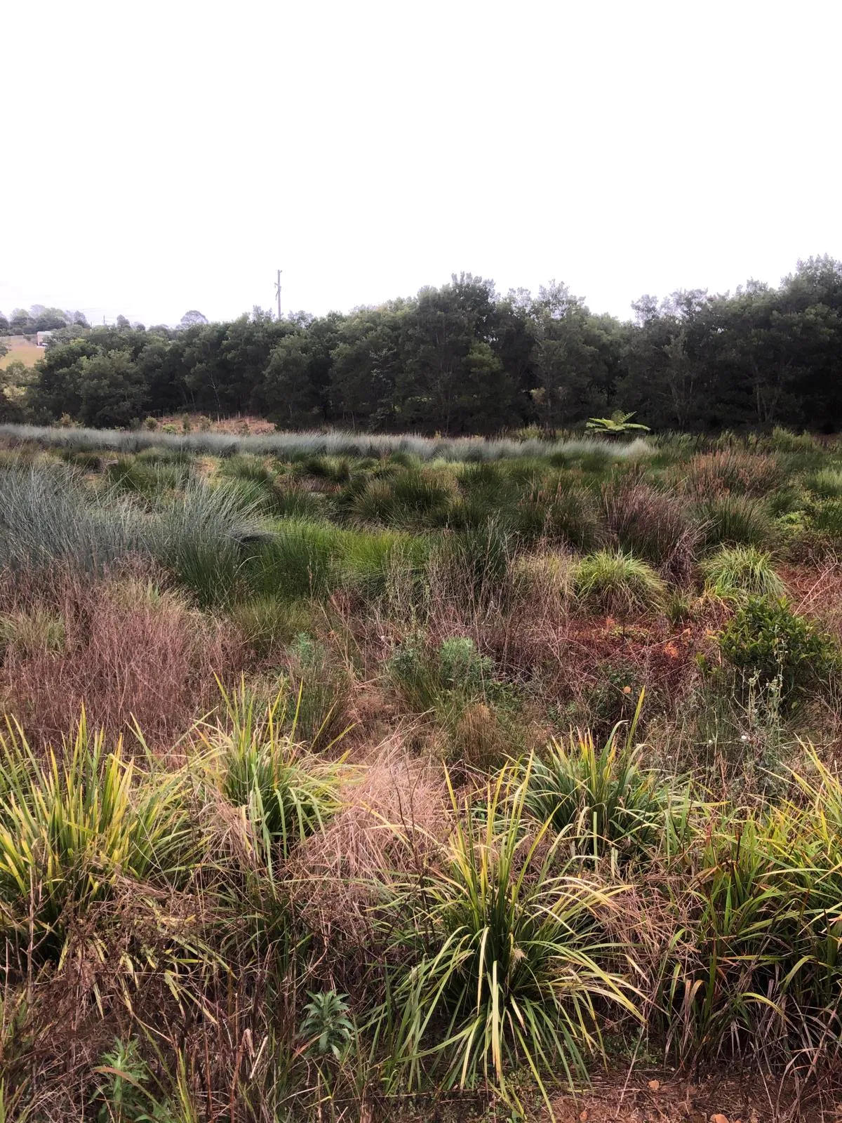 Maleny Northern Wetlands Trail
