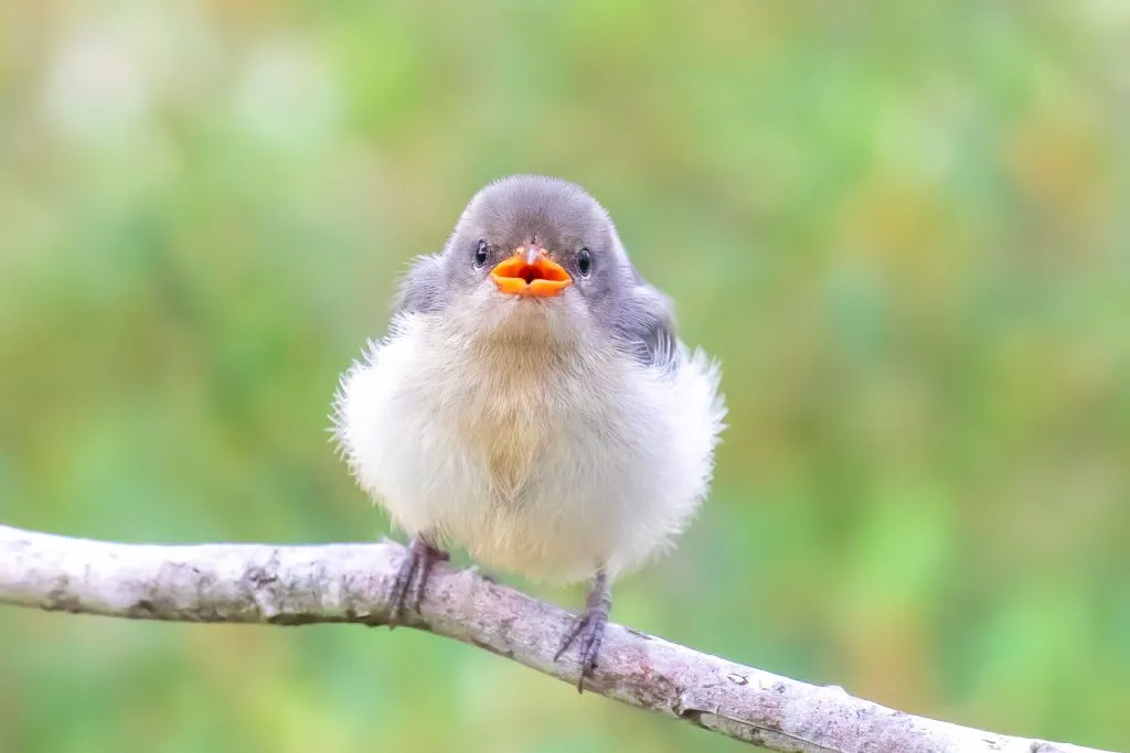 MORAN_Toni-Cheeky-Mistletoebird-chick-Currimundi-Lake-Conservation-Park-1024x683.jpg