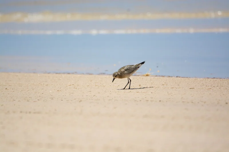 Pacific-Golden-Plover-3-scaled.jpg