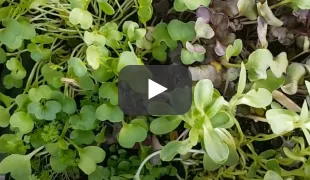 Video-2.jpg