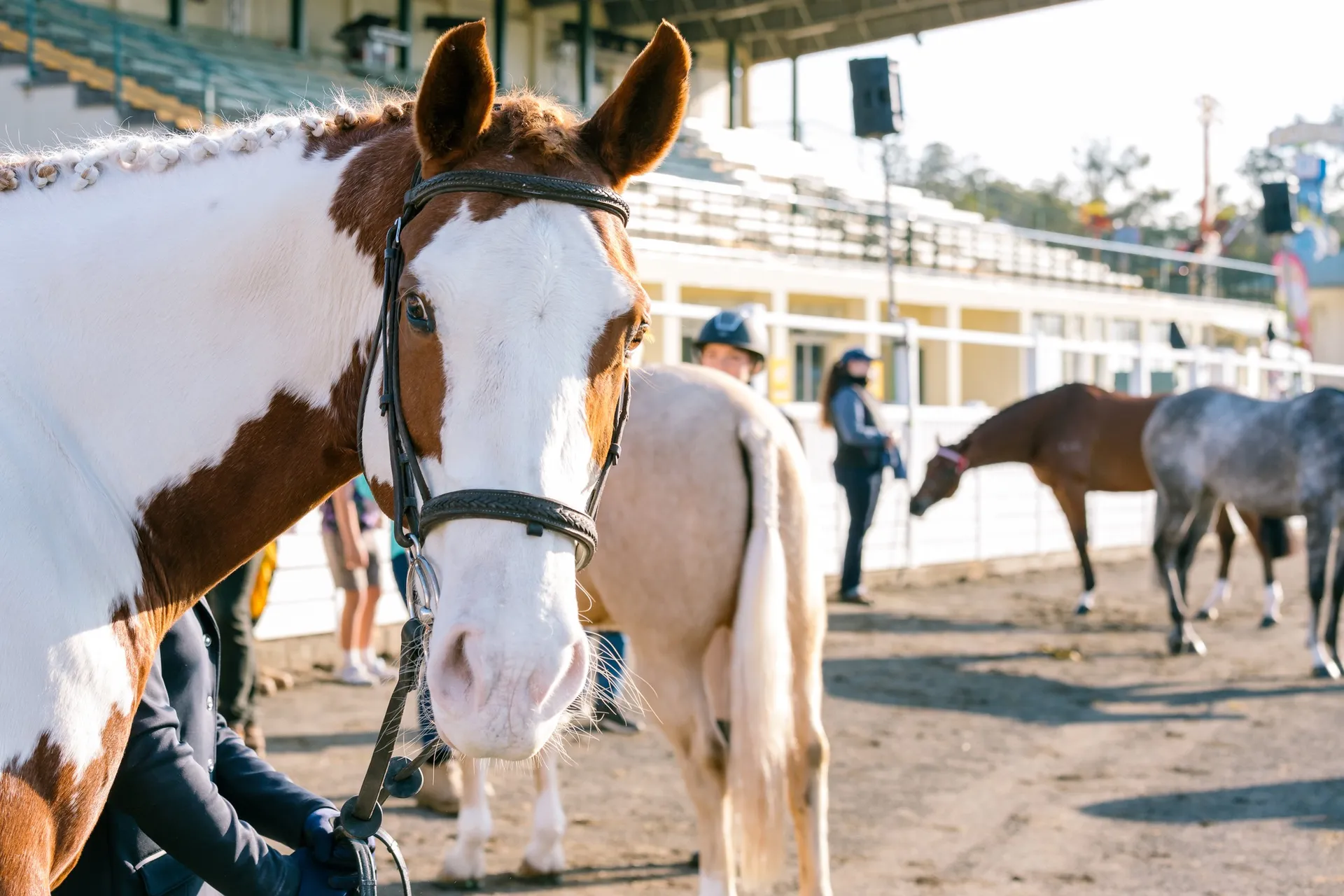 Plenty%20of%20horse%20action%20at%20this%20years%20show.jpg