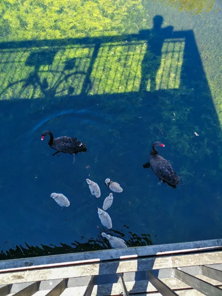 64575_Swans_edited.jpg