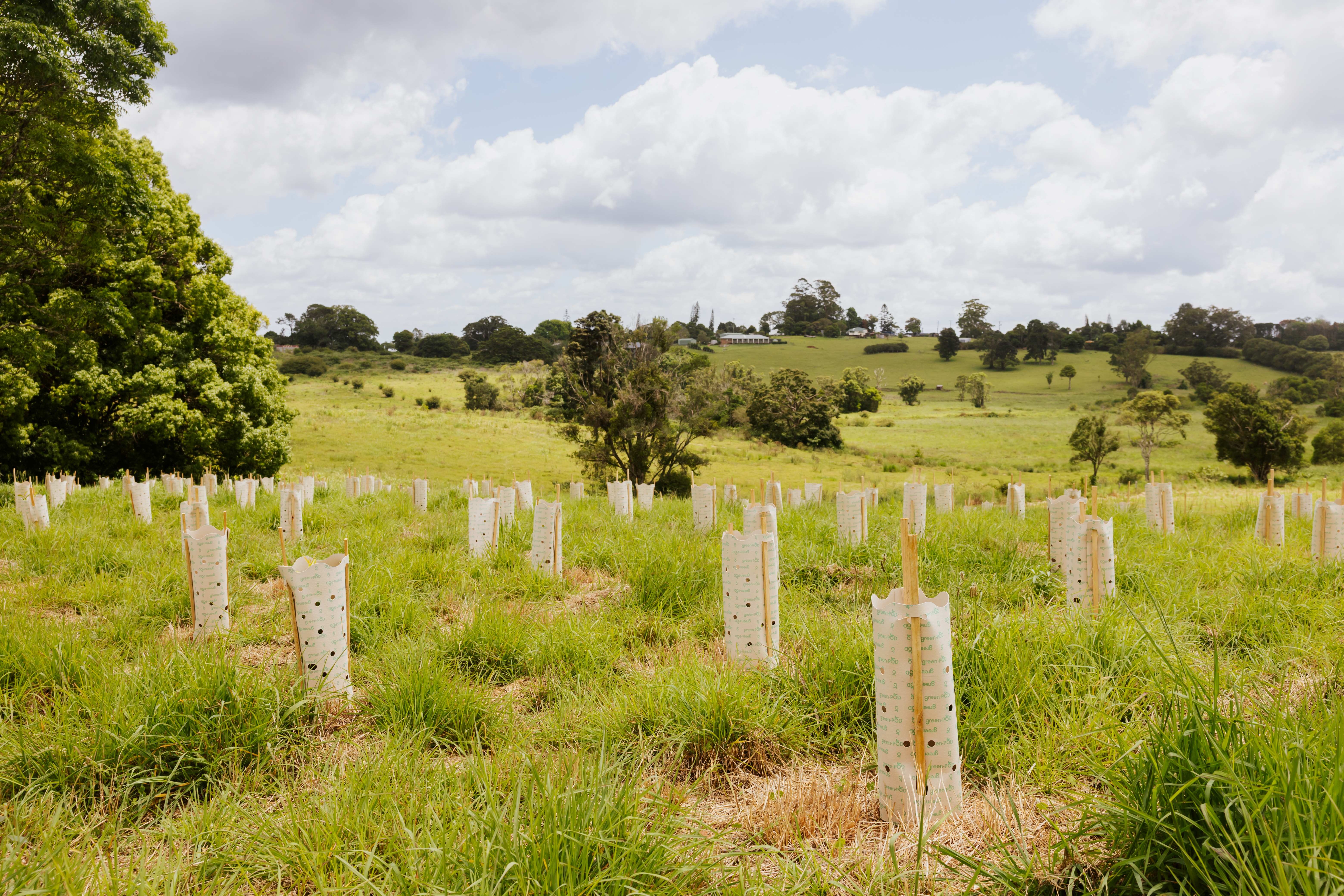 A hillside covered in newly established young plants.