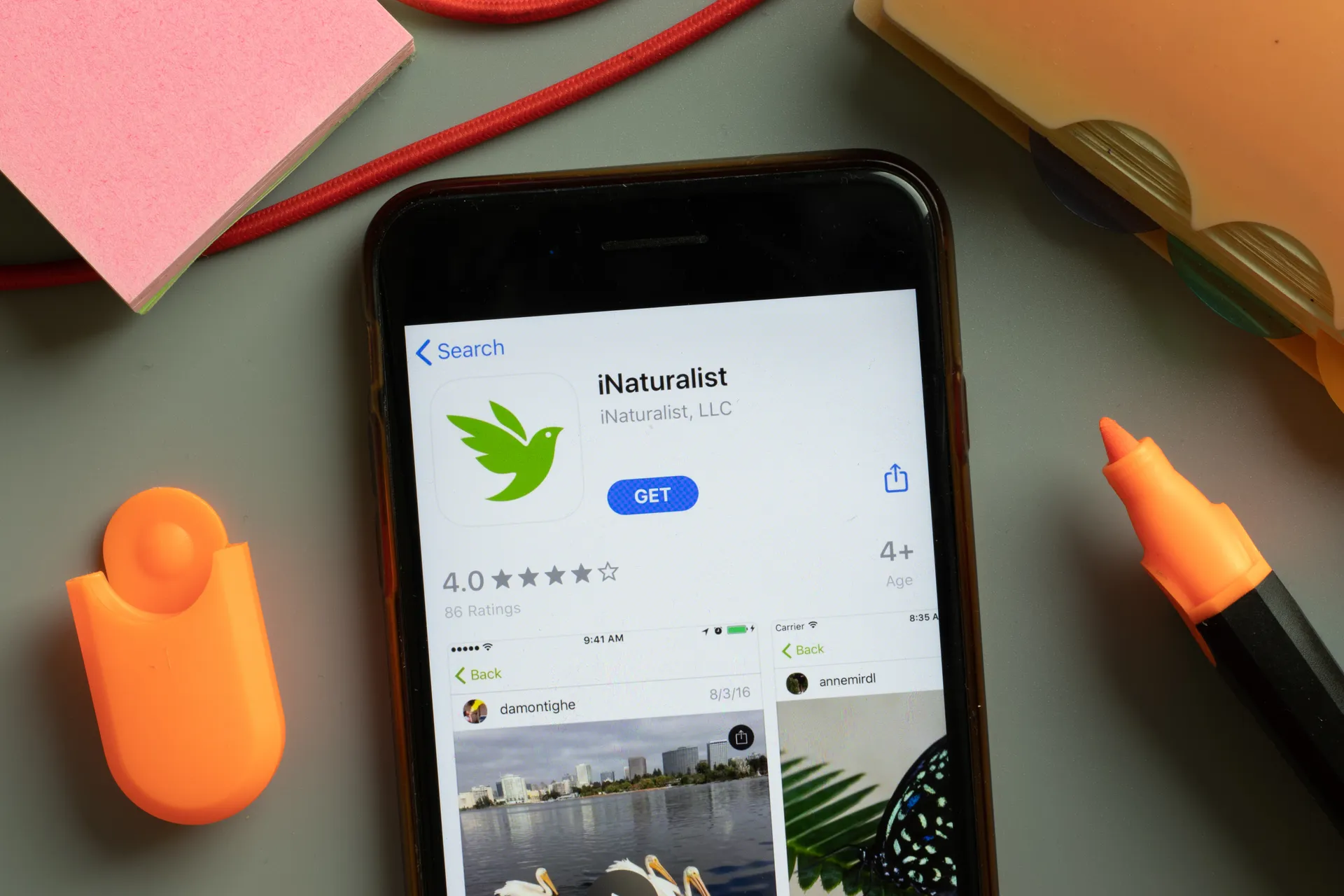 INaturalist app on a phone