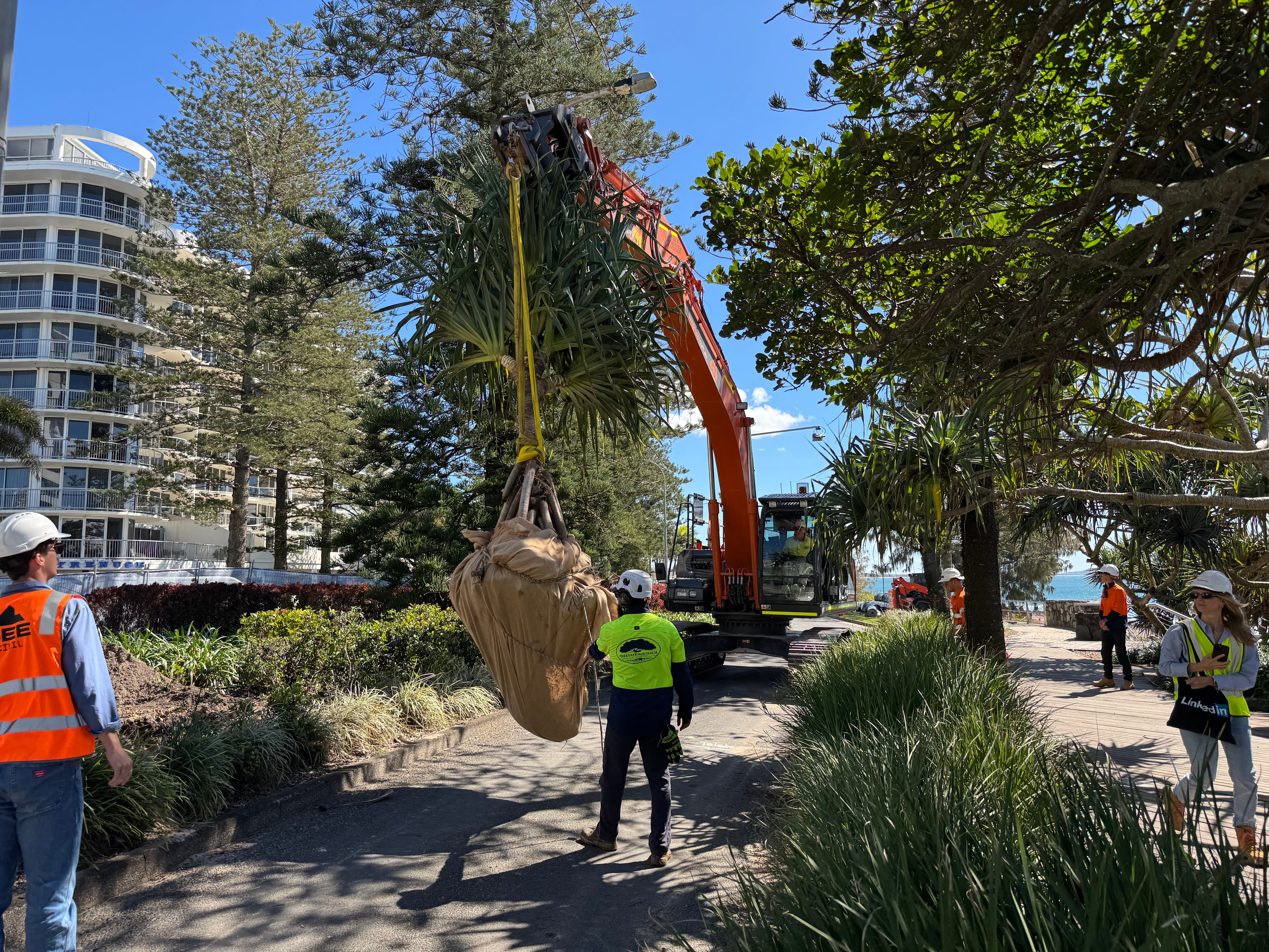 Pandanus tree being carried by a 36-tonne excavator