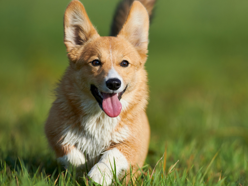 Dog%20off-leash%201600x1200.png