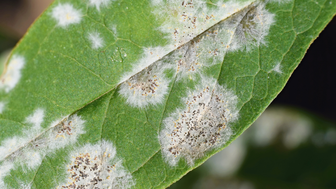Powdery Mildew