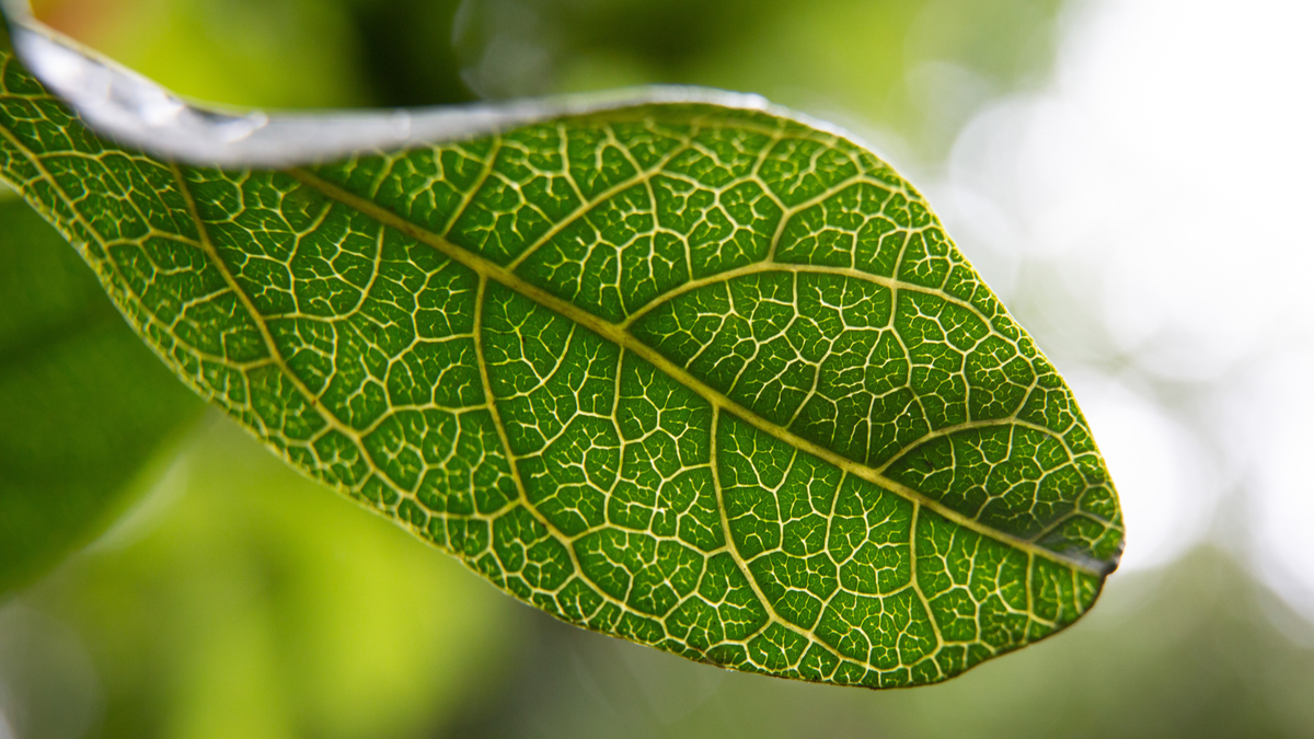 Richmond Birdwing Vine, Paraistolochia pravenosa