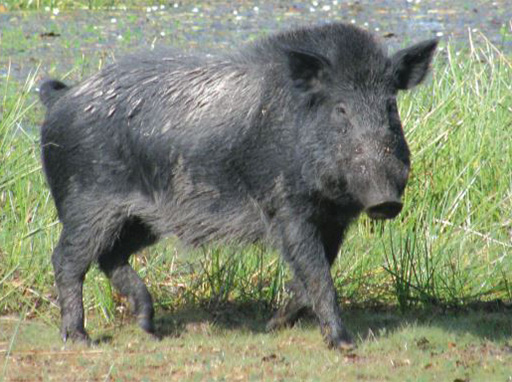 Priority invasive animals - feral pig | Sunshine Coast Council