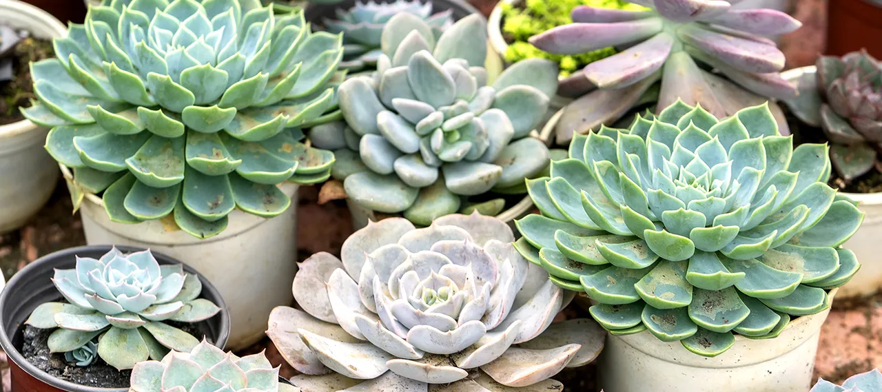 Livingsmart_succulent.jpg