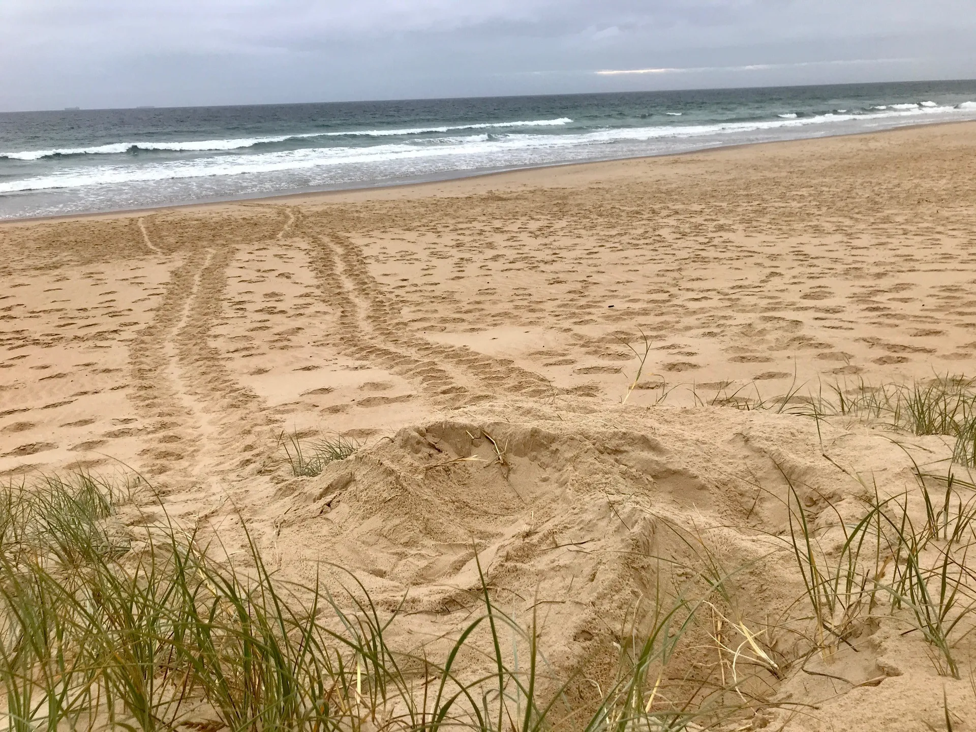 loggerhead turtle tracks