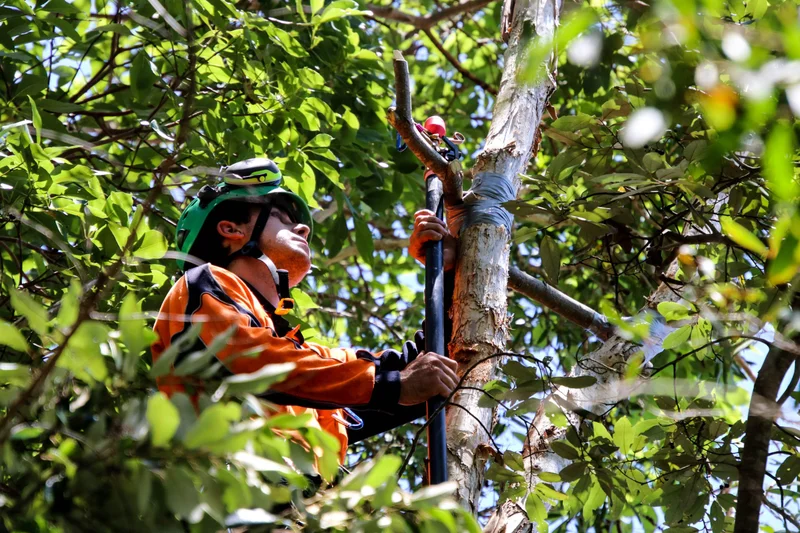 Sprinkler system being installed in tree canopy