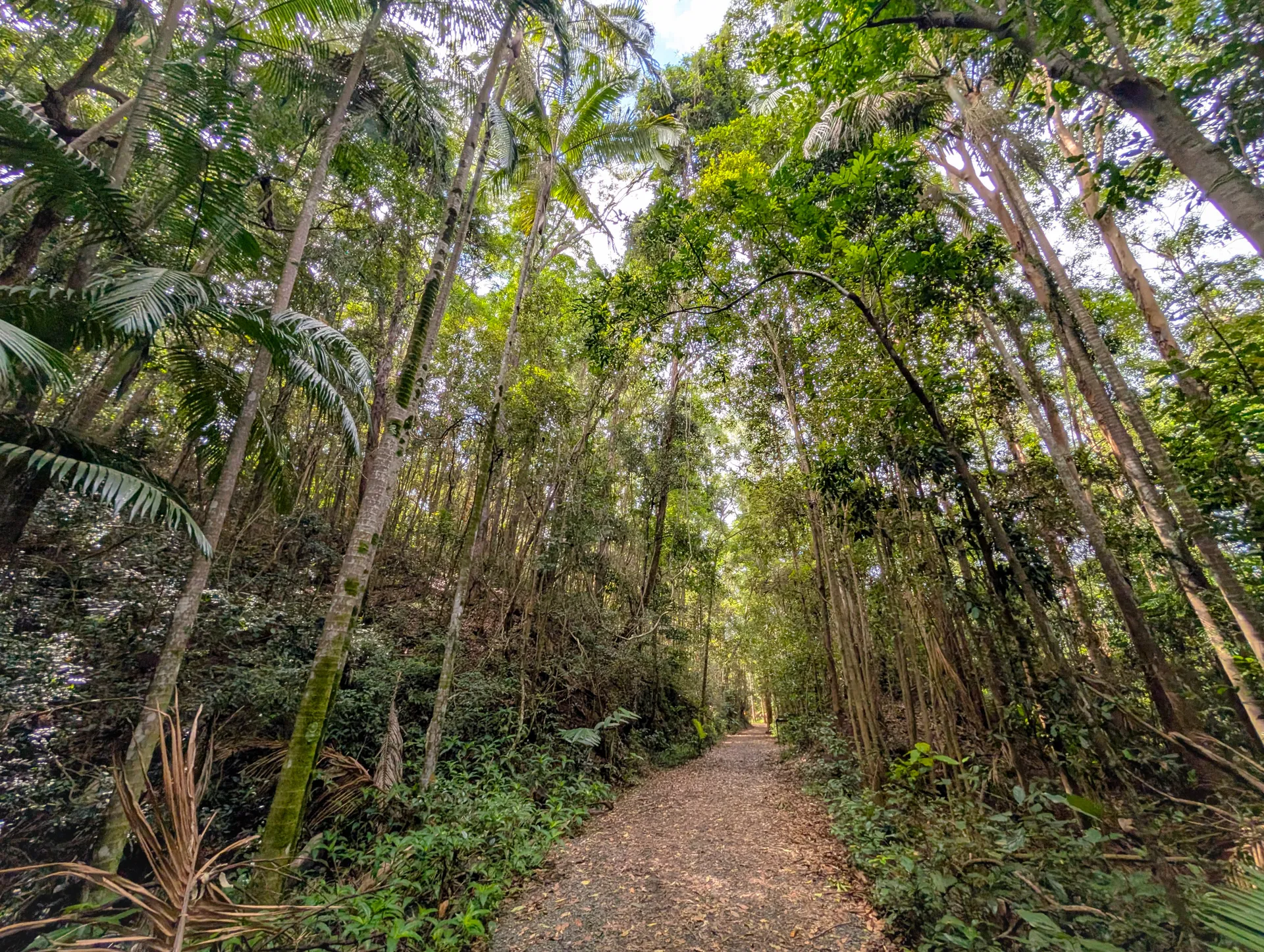 Buderim Tramway Trail