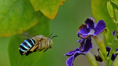 blue banded bee heading toward a purple flower