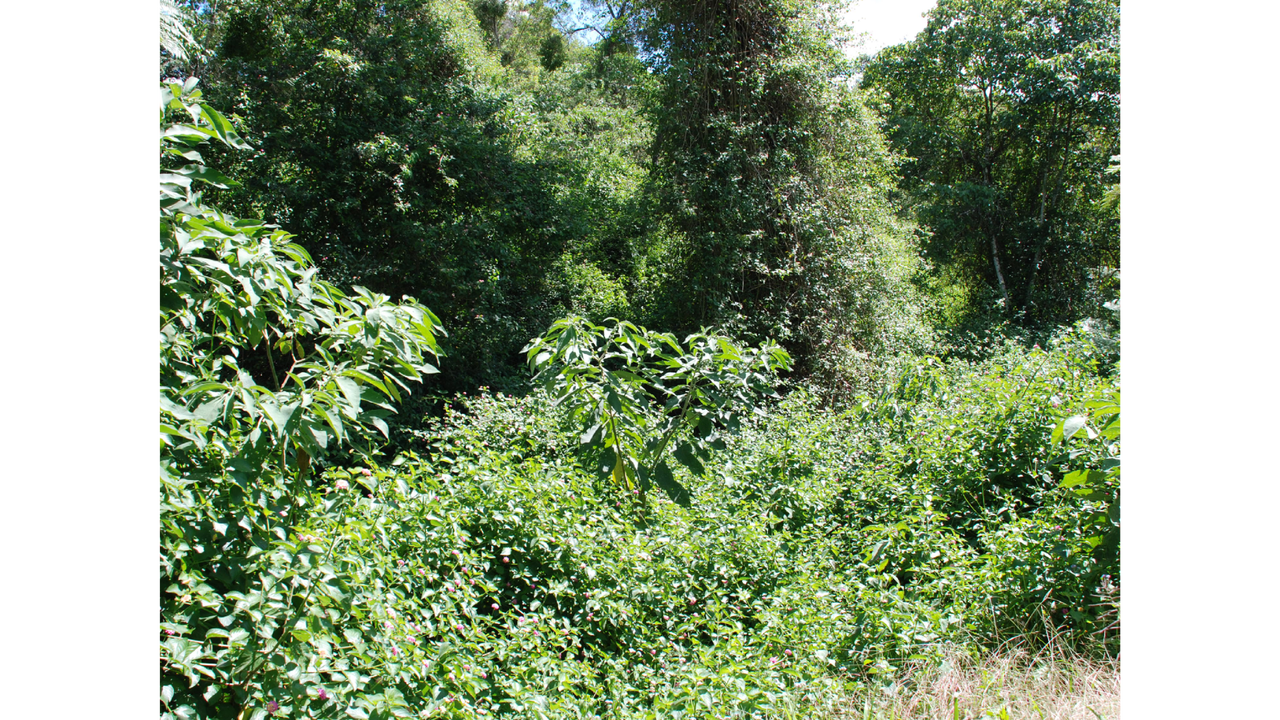 Before%20Cooloolabin%20property%20landholder%20environment%20grant.png