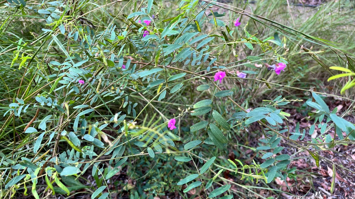 Native Indigo, Indigofera australis