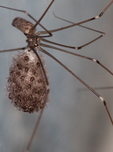 Daddy-long-legs with babies : r/spiders