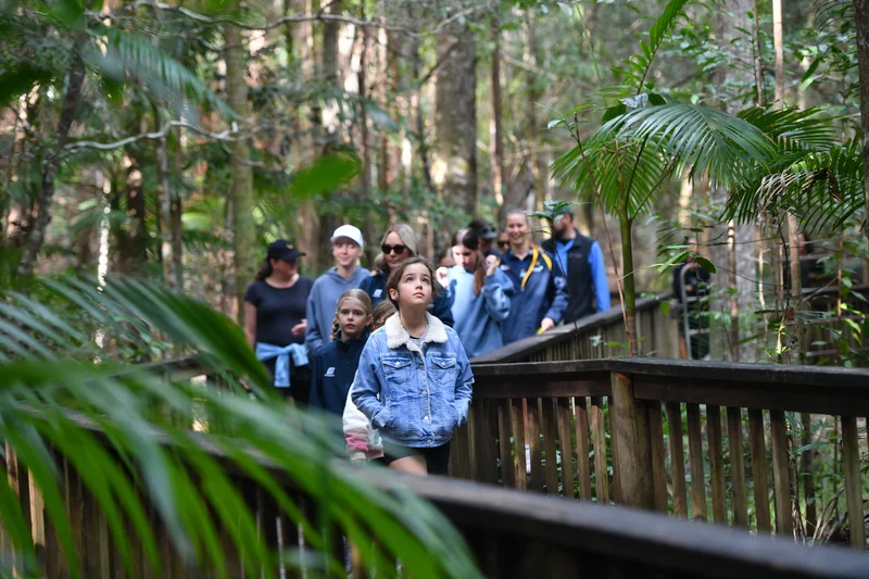 Buderim Forest Park - Falls Loop