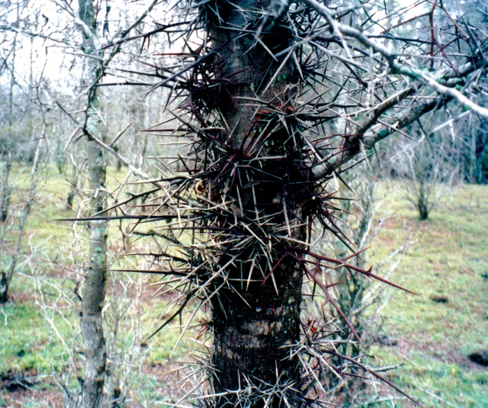 Alert for thorny invader that can puncture tyres