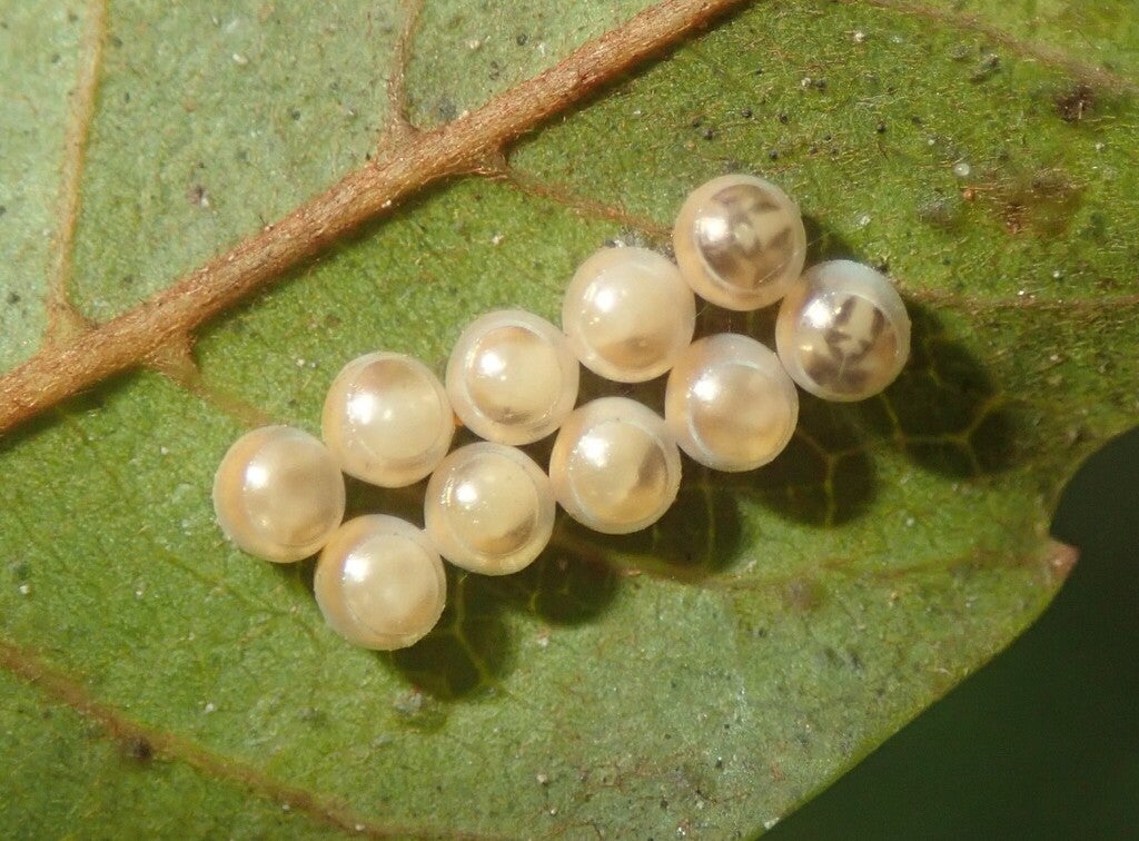 8. Tribe Halyini - @donnamareetomkinson