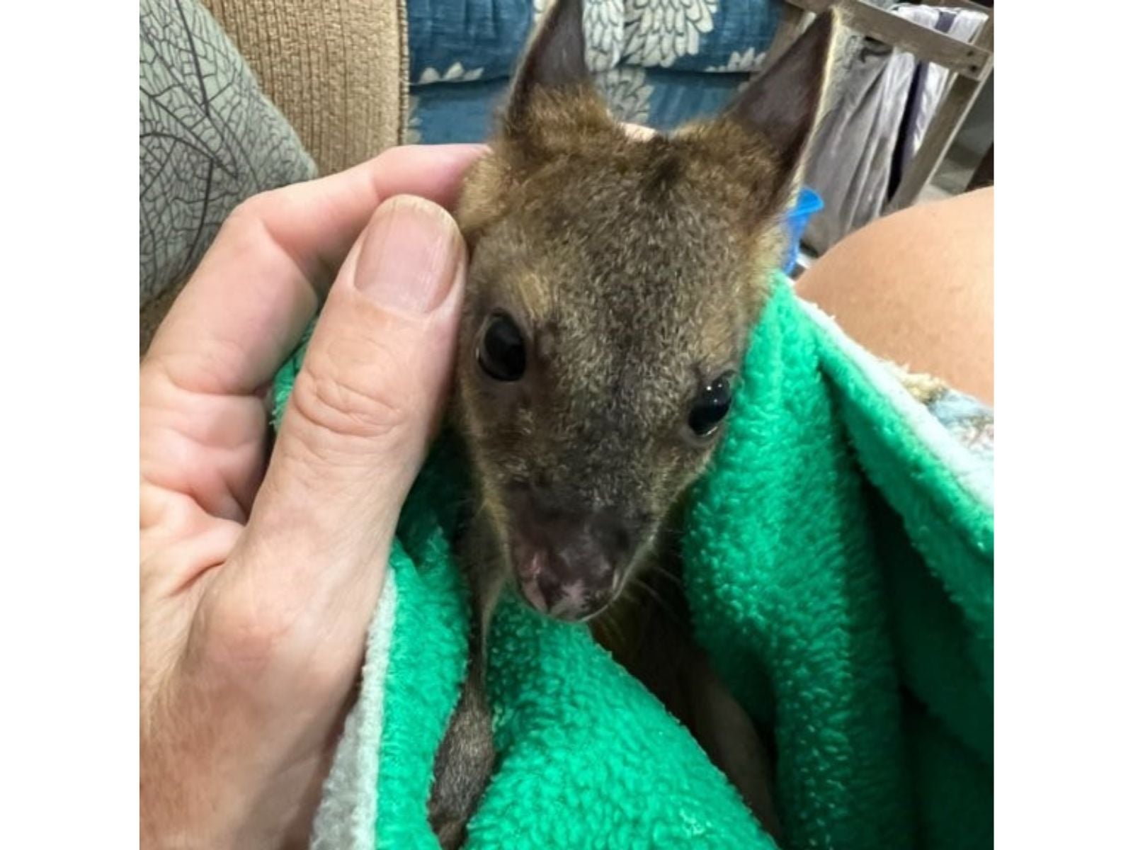 Layla the pademelon. 