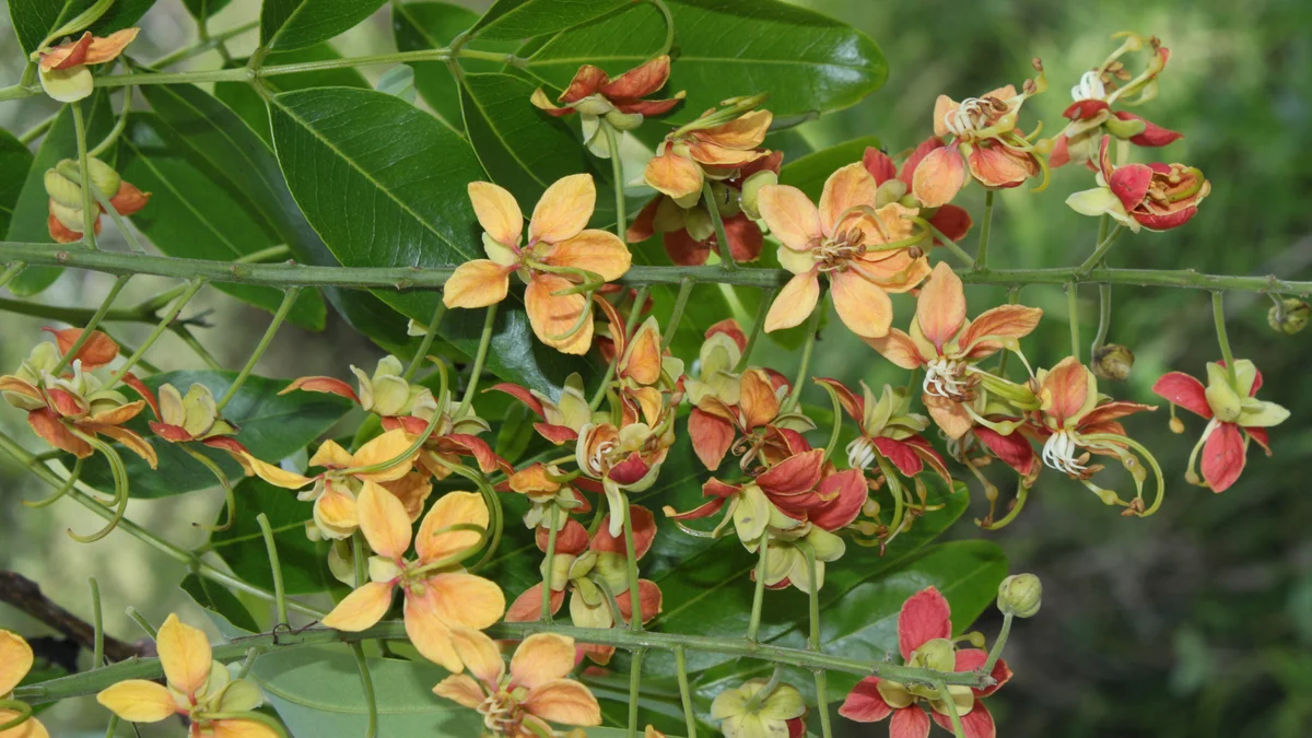 Brush Cassia, Cassia brewsteri