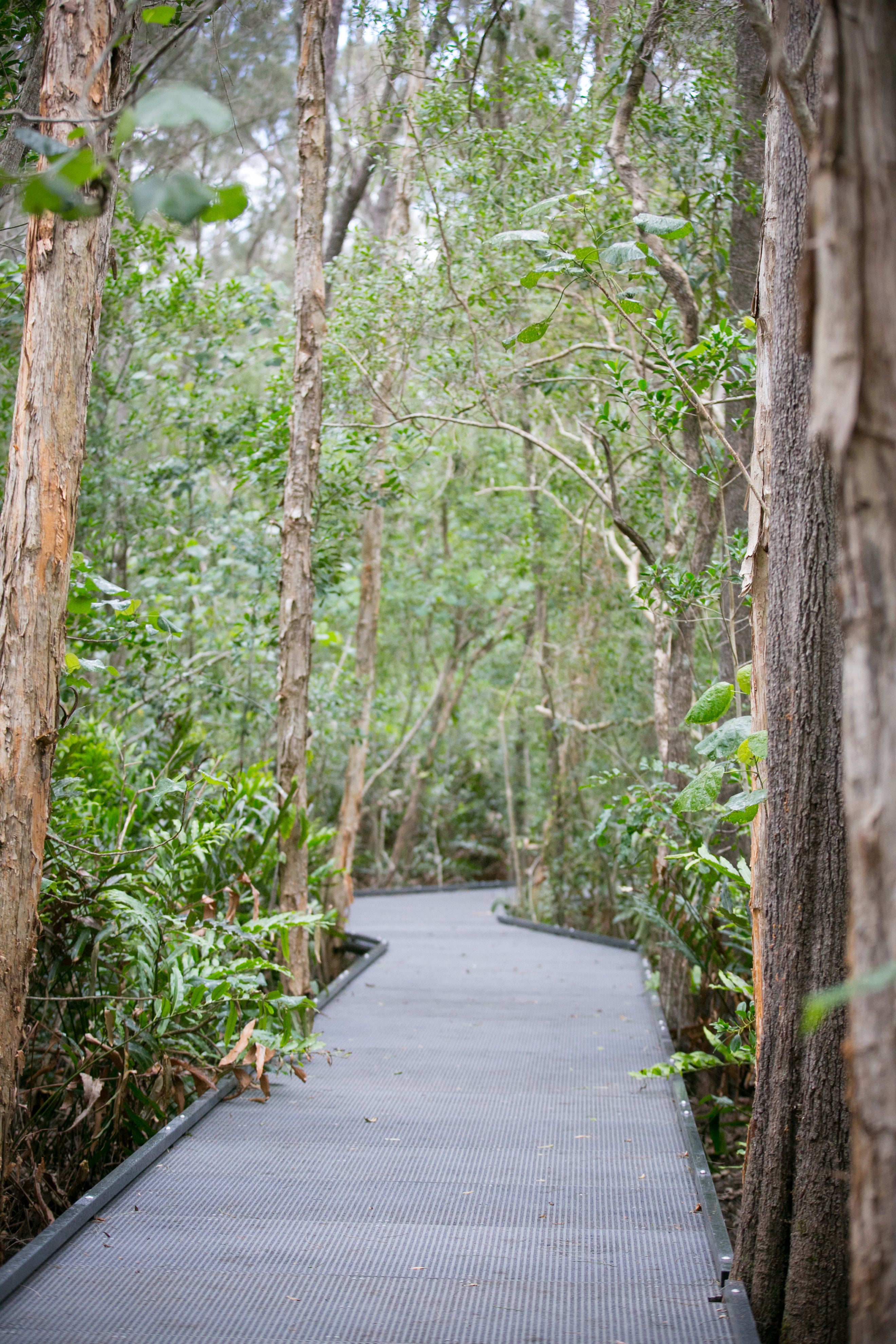 2m wide boardwalk running through the Maroochy Wetlands Sanctuary