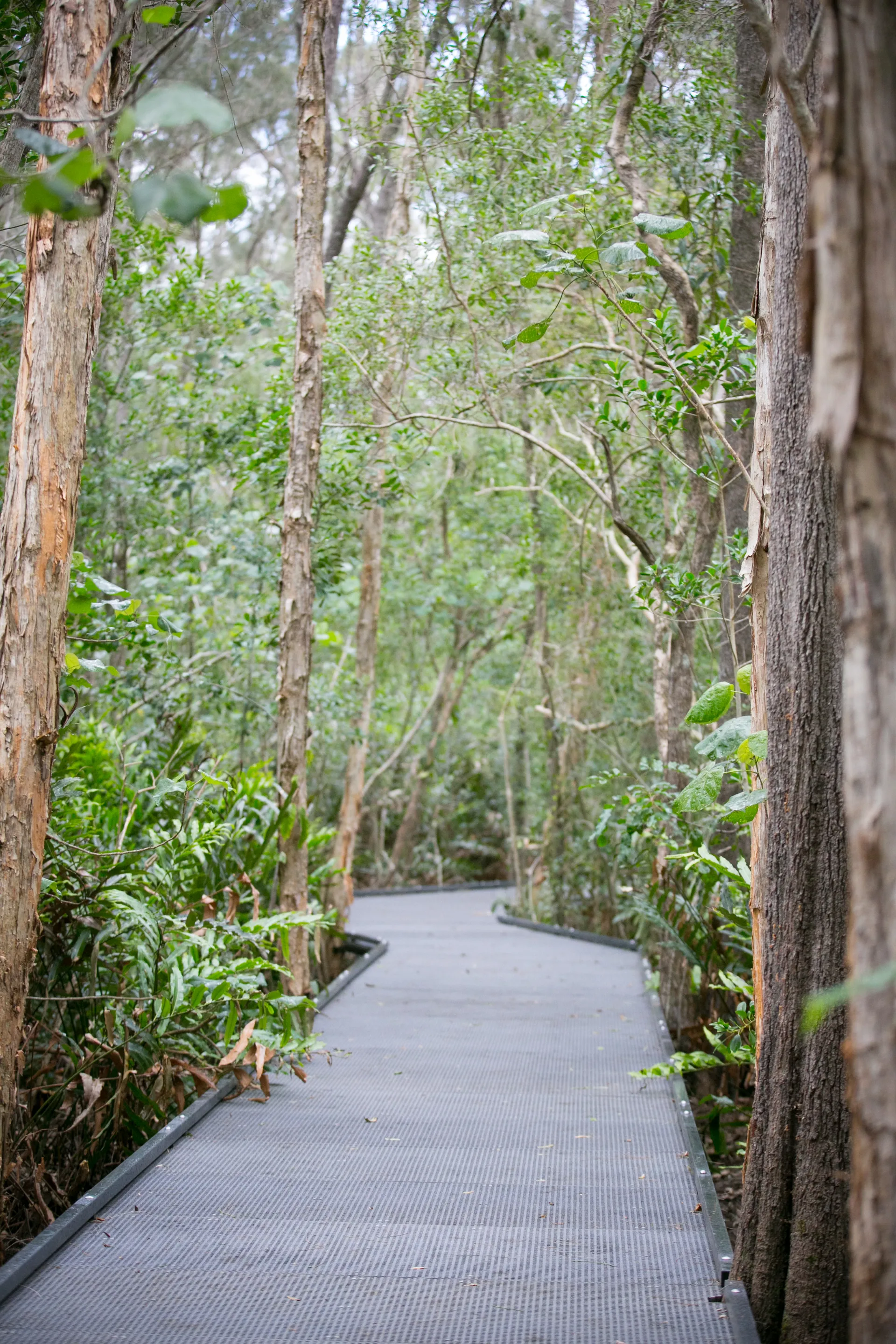 2m wide boardwalk running through the Maroochy Wetlands Sanctuary