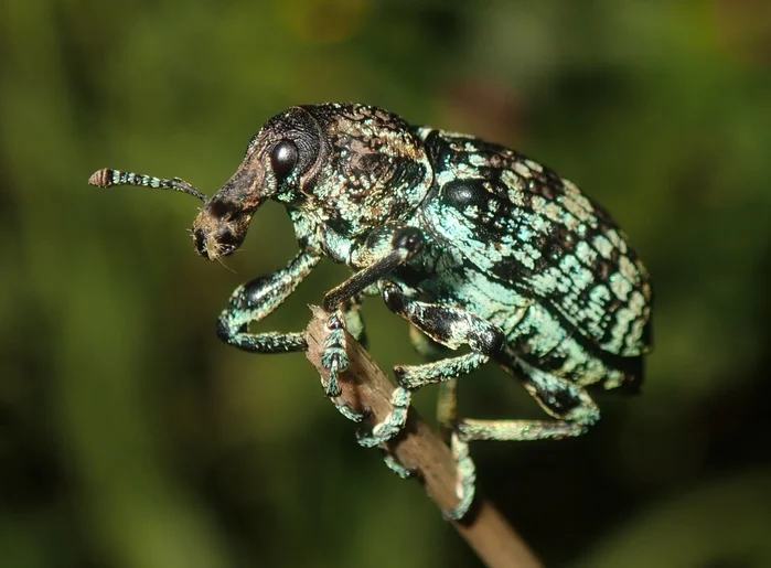 10. Botany Bay Diamond Weevil - @donnamareetomkinson