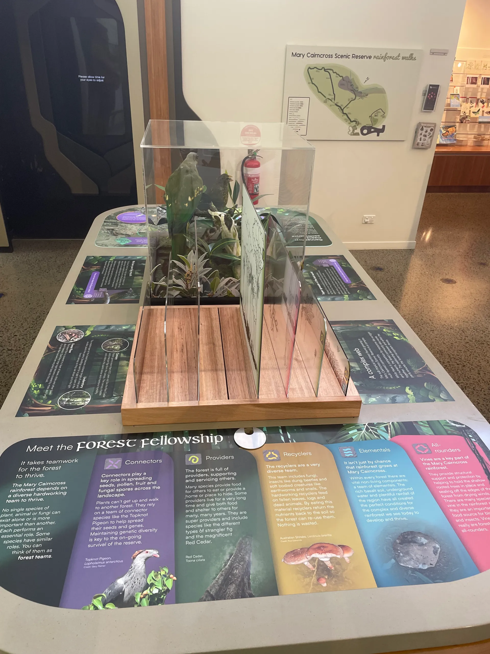 New exhibit at Mary Cairncross Scenic Reserve Rainforest Discovery Centre