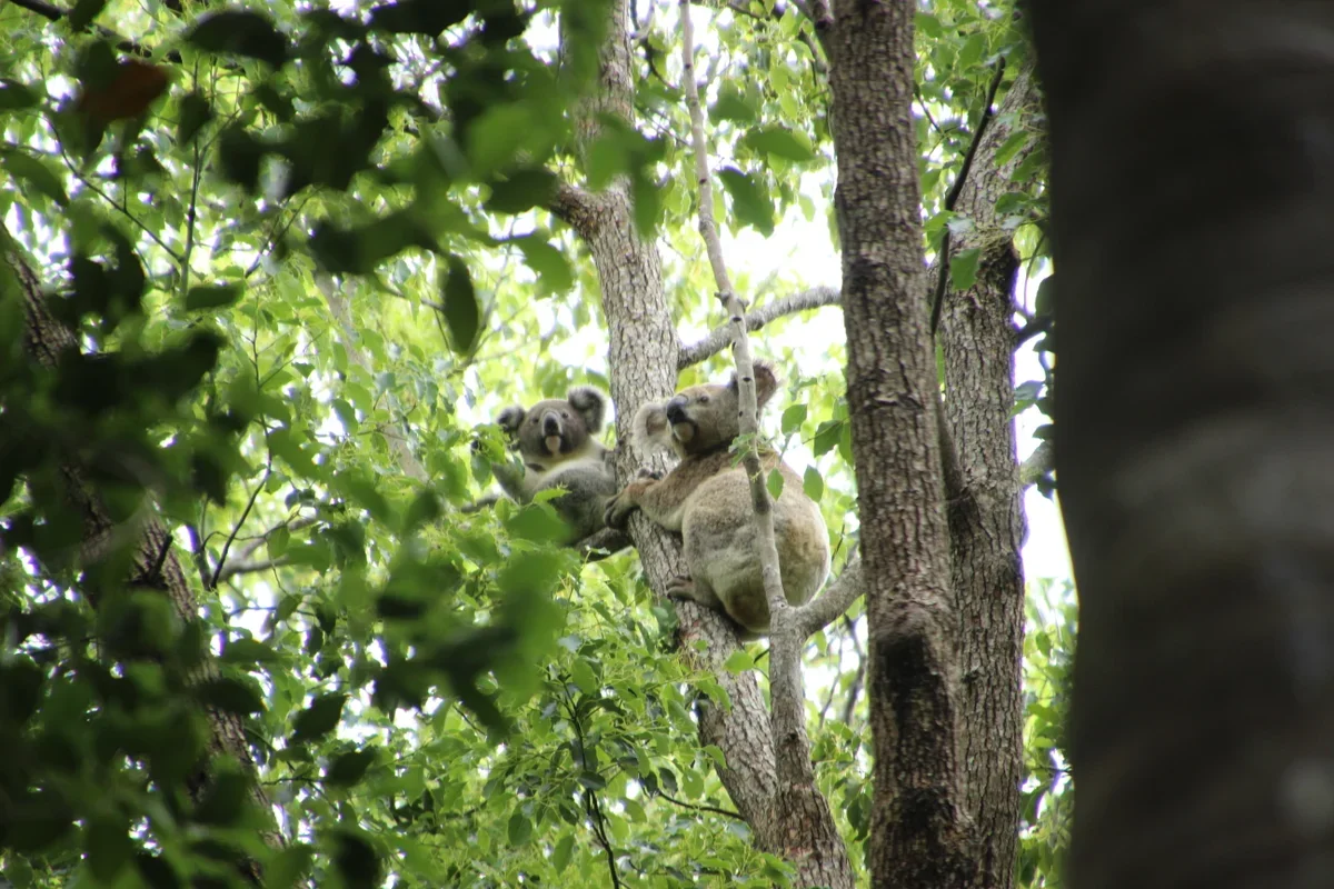 wild koalas