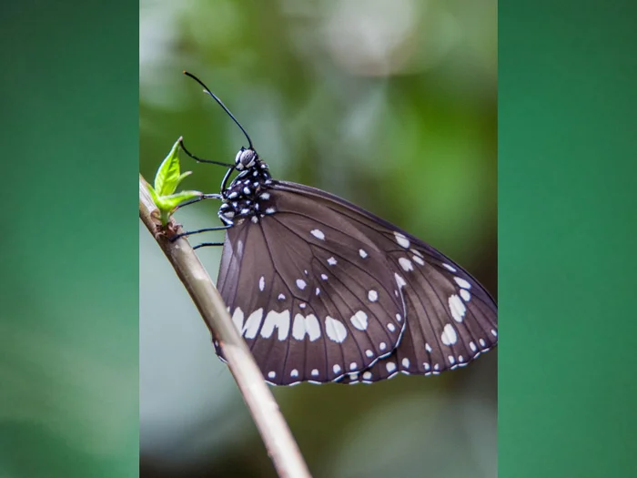 Common Crow butterfly. 