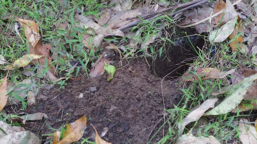 Bandicoot-forage-pit.-Image-Credit-Alan-Wynn.jpg