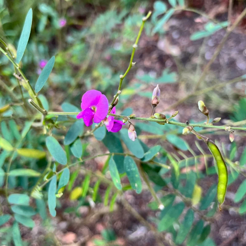 Native indigo square.jpg