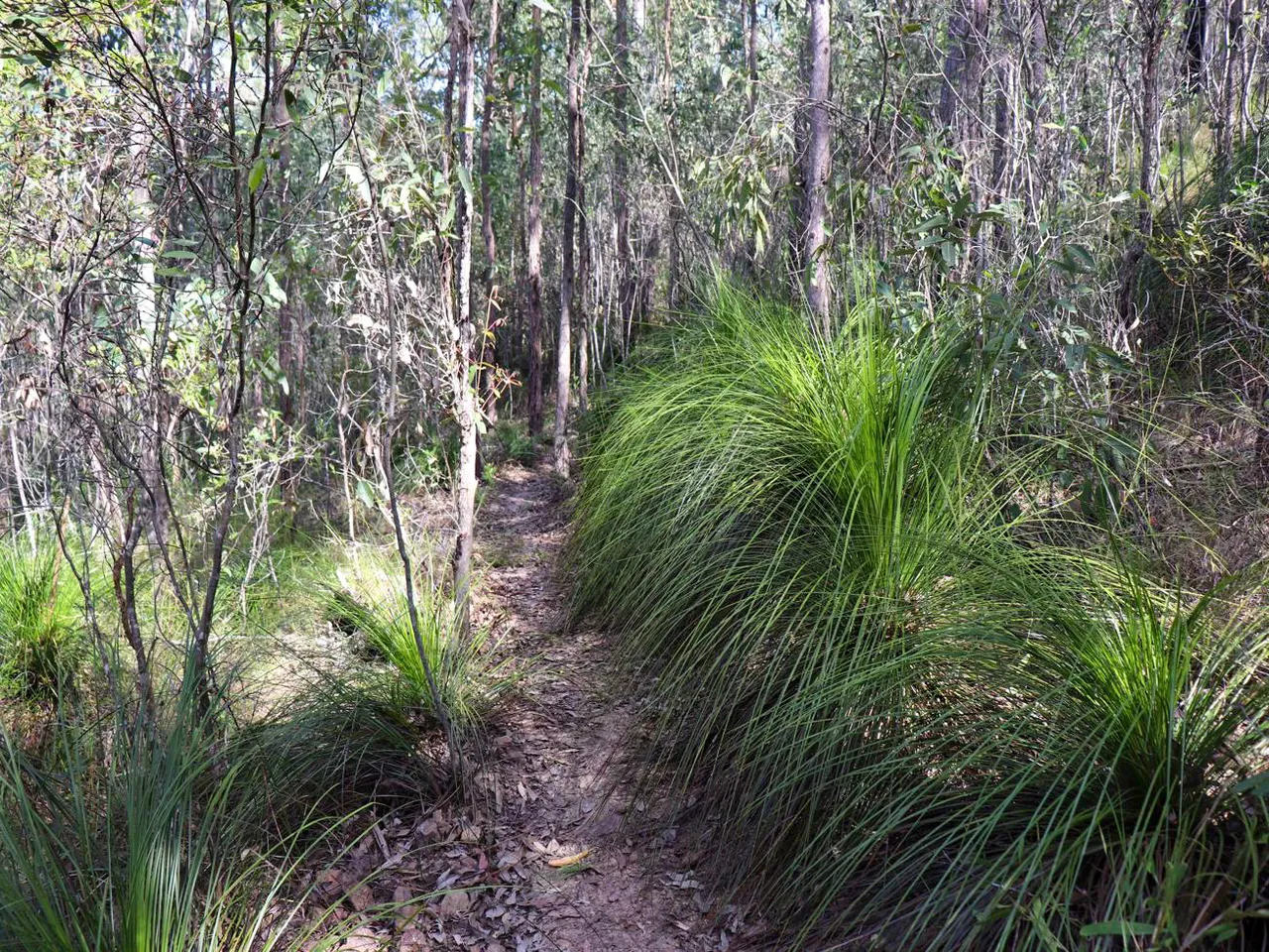 Yul-yan-man Track at Beerburrum