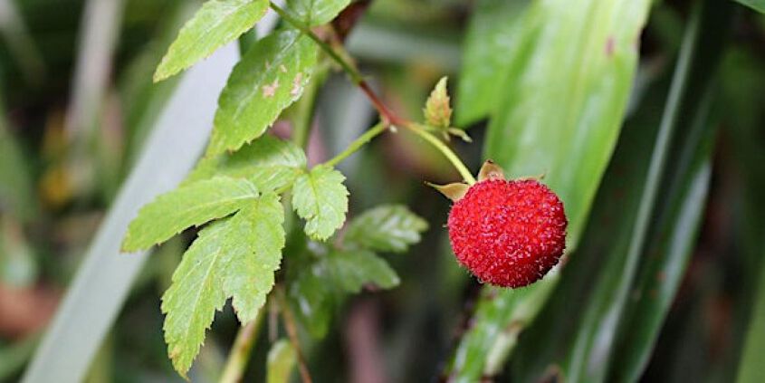 native backyard raspberry