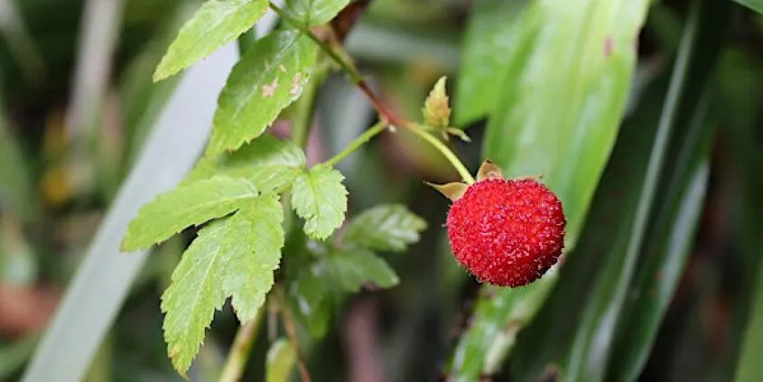 native backyard raspberry
