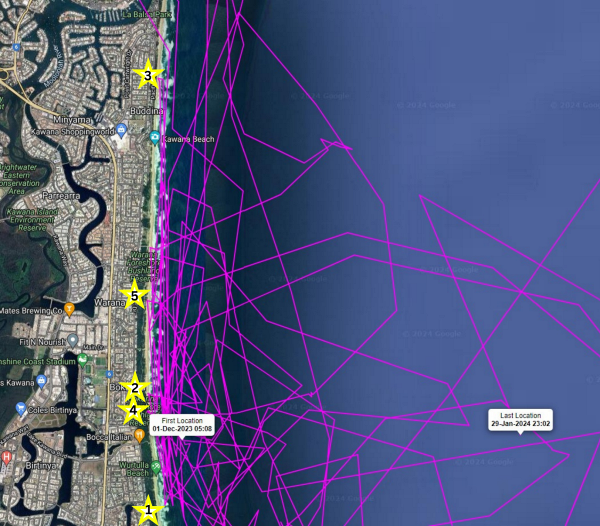 Mib’ir laid five clutches on Wurtulla, Warana, Bokarina and Buddina beaches and spent a lot of her time around Currimundi Reef, which has been a popular spot for most of the tagged turtles in the past.