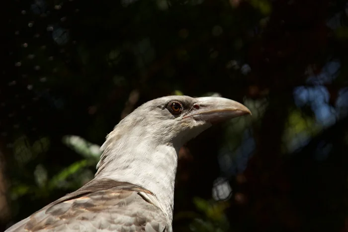 Close up of the bird by Antony Born