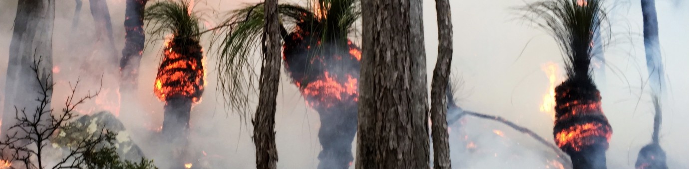 Xanthorrhoea Burning, Gheerella