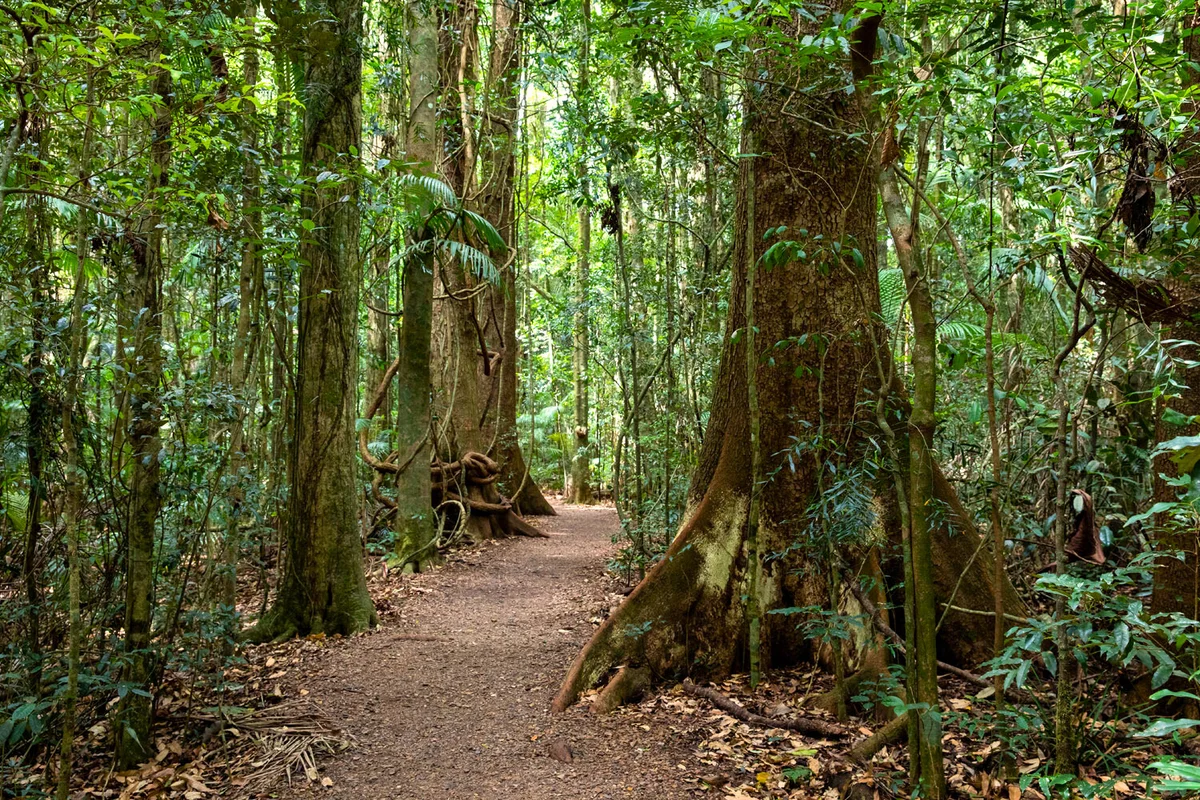 Mary Cairncross Scenic Reserve