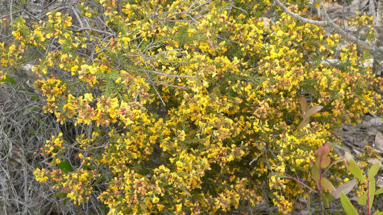 wildflowers