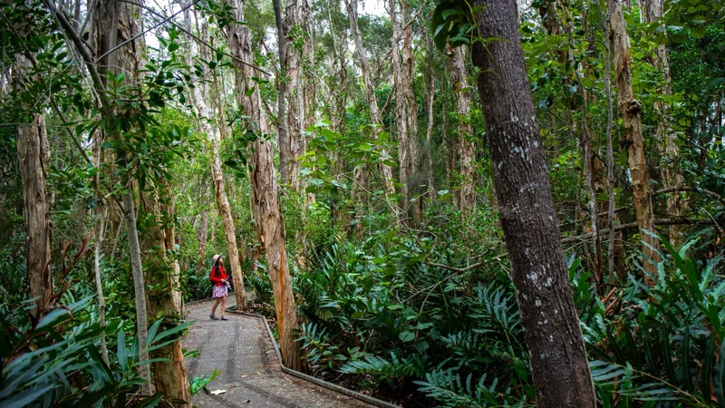 IMAGE-1-Maroochy-Wetlands-Sanctuary.jpg