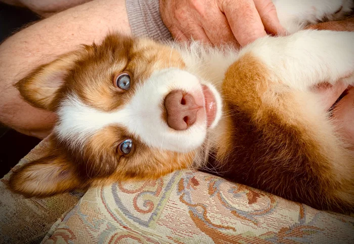 A blue-eyed border collie puppy with caramel and white fur, lies on his back looking at the camera. A man's hand and leg are in the background.