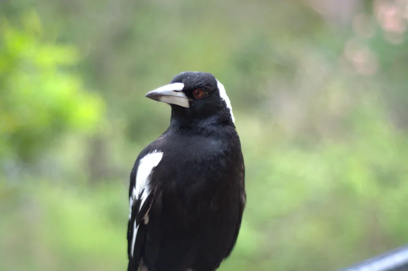 DSC_4416xsmall-magpie.jpg