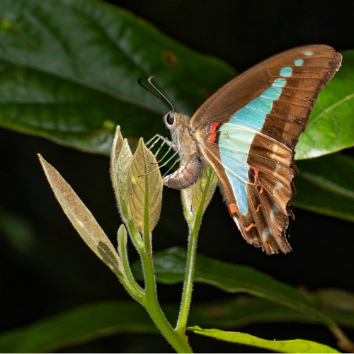 Blue triangle laying eggs - Rod Edmonds.png