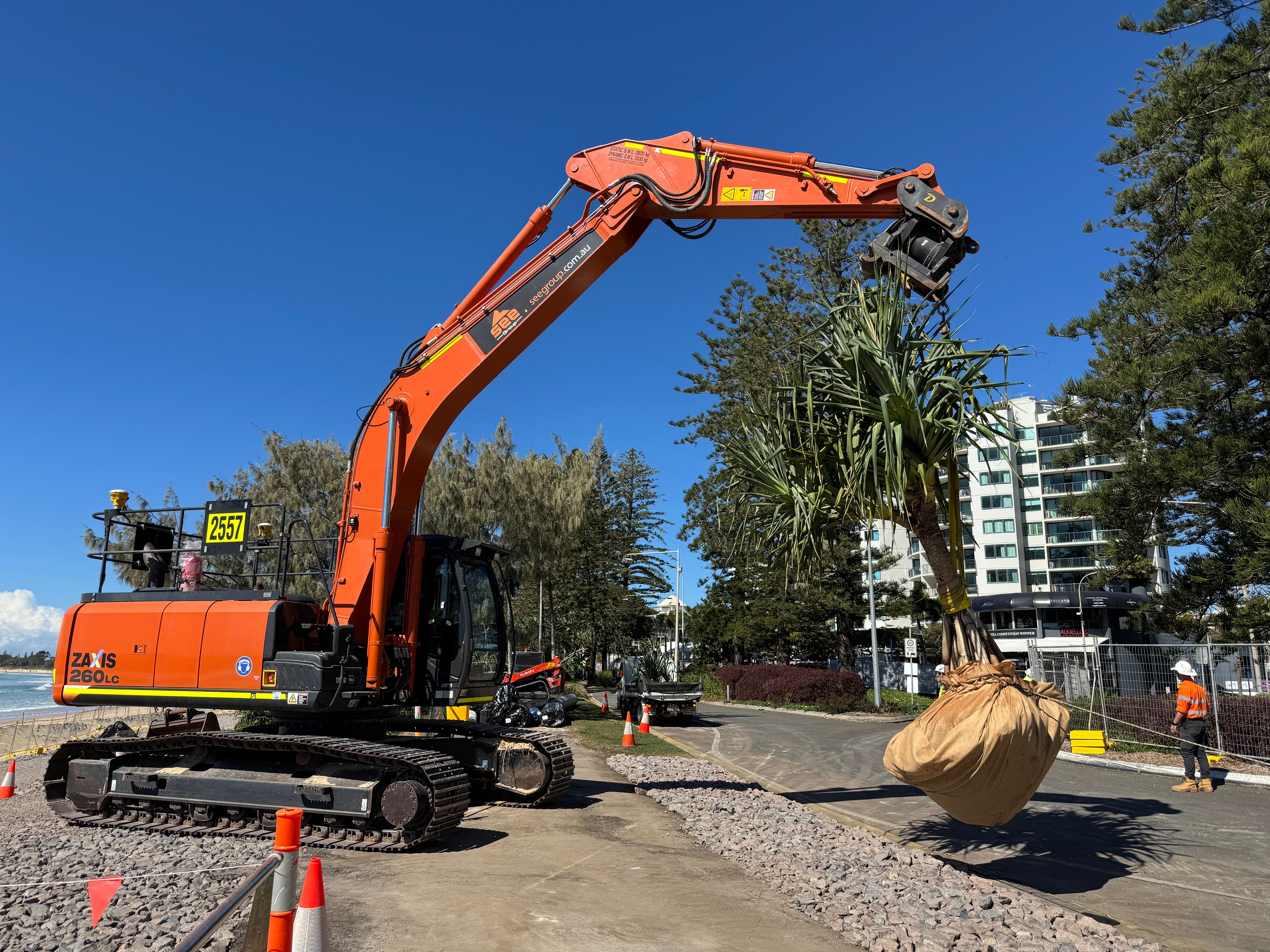 Pandanus tree being carried by a 36-tonne excavator
