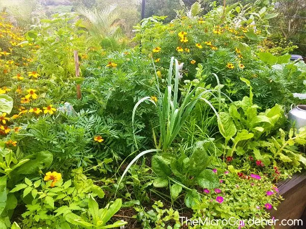 20220701__annes-raised-kitchen-garden-bed-with-vegetables-herbs-and-flowers-wm.jpg